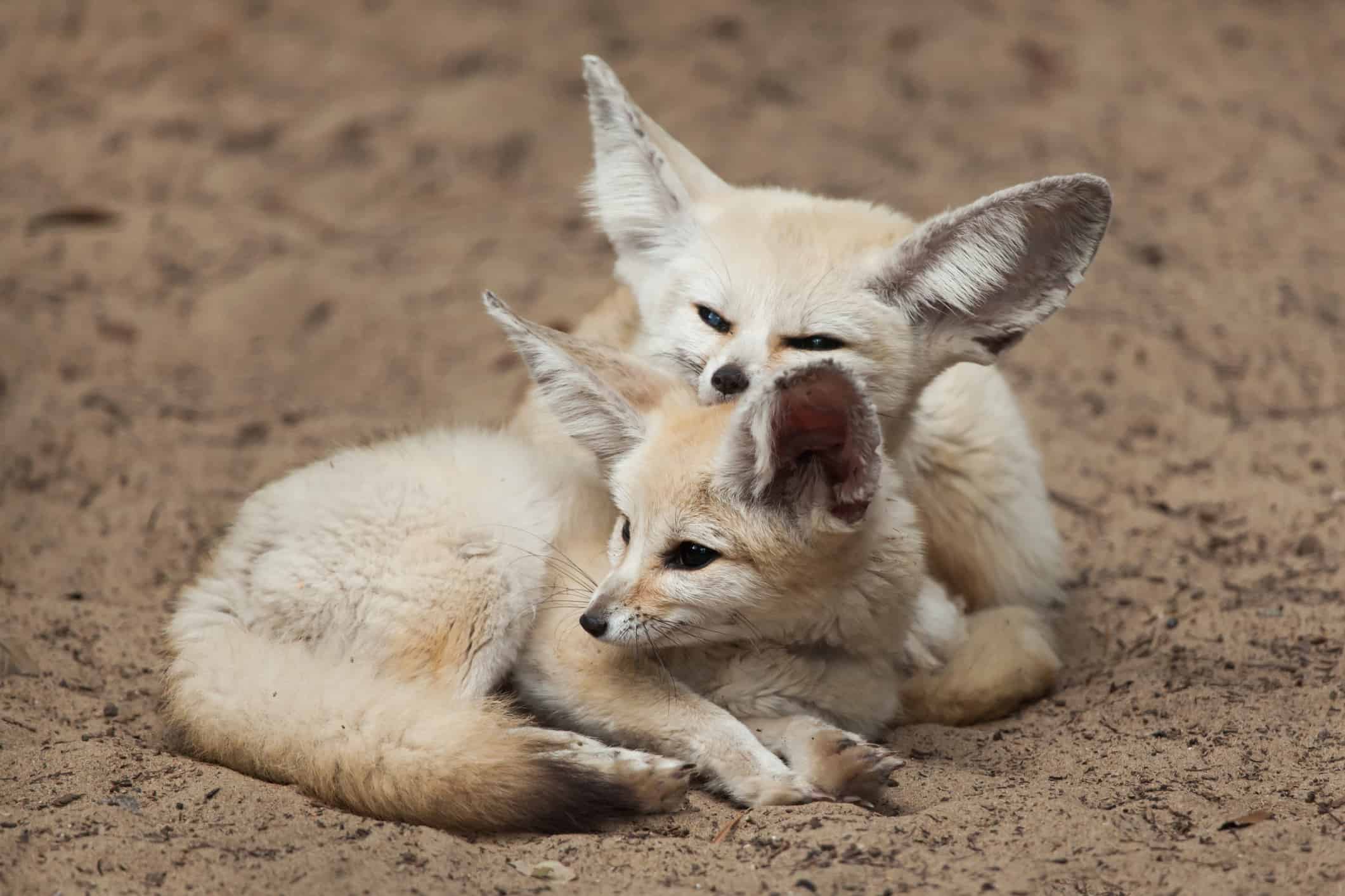 Volpi fennec (Vulpes zerda).