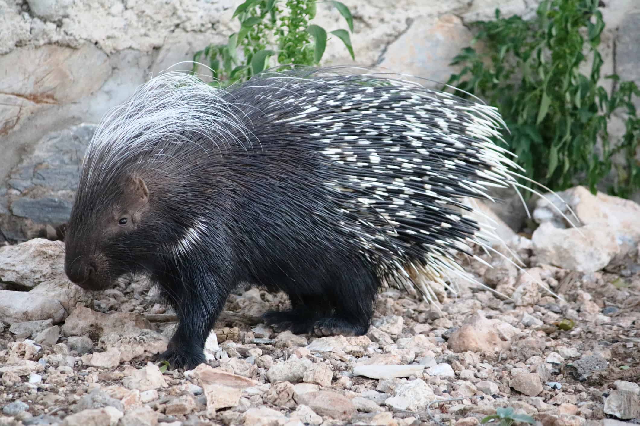 Hystrix cristata, istrice crestato