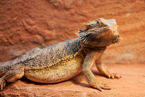 drago barbuto incinta in un terrario sta guardando la telecamera