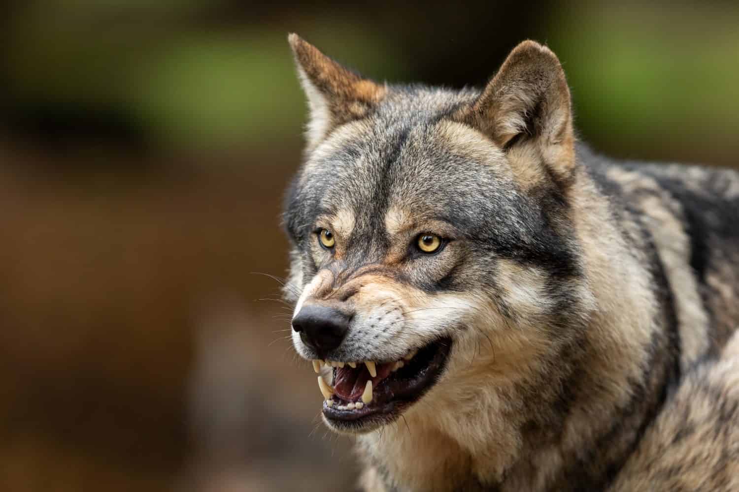 Ritratto di un lupo grigio arrabbiato nella foresta