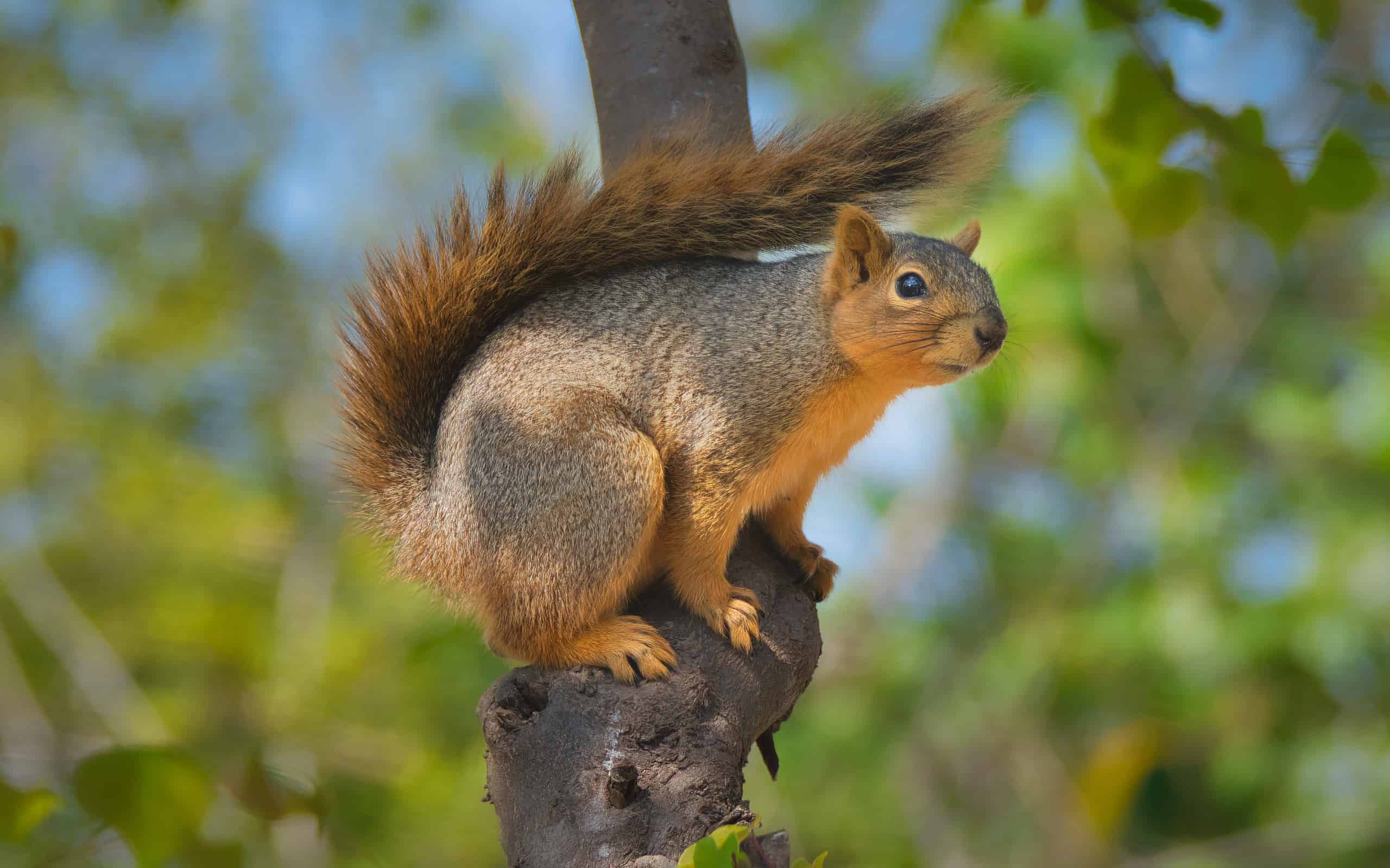 Scoiattolo su un ramo di un albero