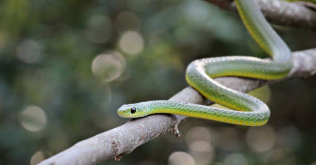 boomslang che striscia sul ramo