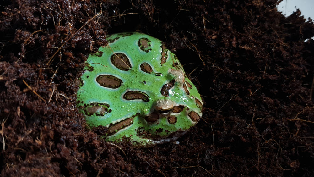 Un,Anfibio,Nome,Pacman,Rana.,(ceratophrys,Cranwelli).,Selvaggio,Tipo,O