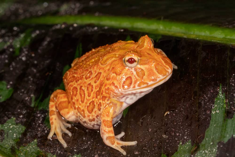 Morfologia di fragola, ananas e albino della rana Pac Man