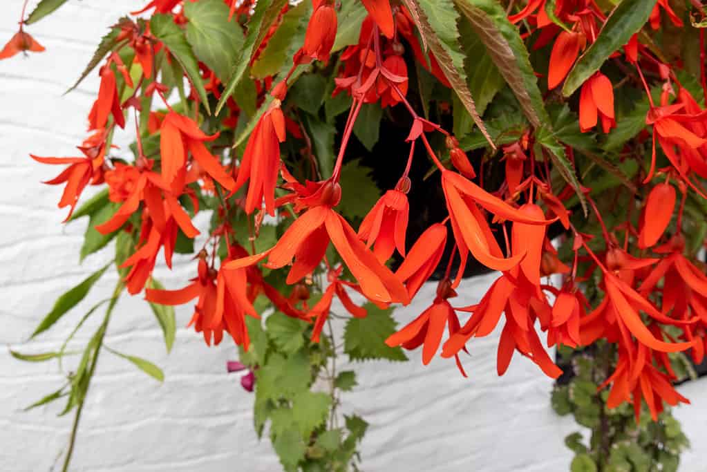 Begonia boliviensis