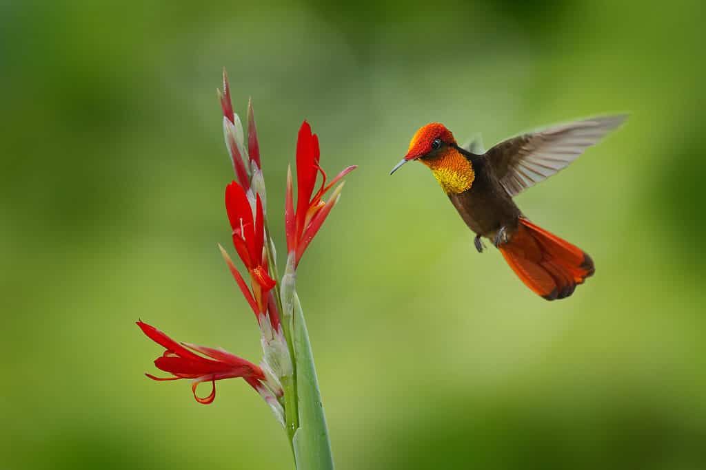 Colibrì rubino-topazio