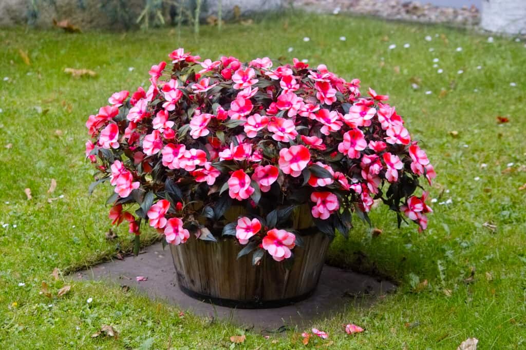 Impatiens rosse e bianche in vaso in botte