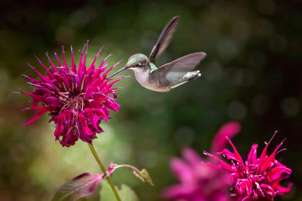 Colibrì che beve il nettare da un fiore rosso brillante della pianta di melissa