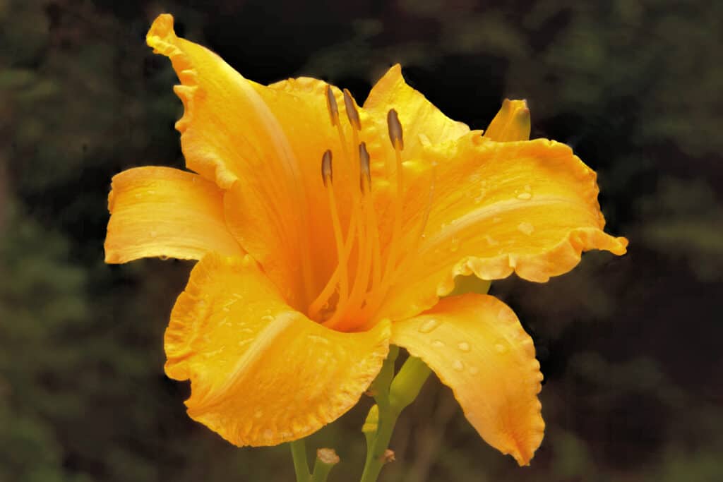 Hemerocallis 'Ruffled Apricot', giglio di giorno