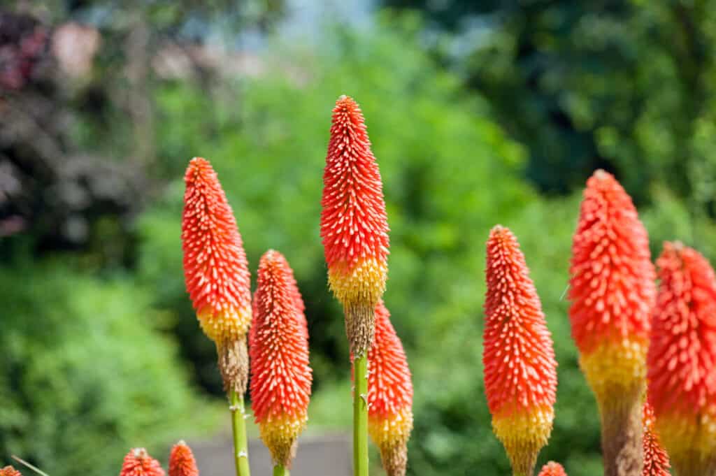 Kniphofia uvaria o Red Hot Poker. La Kniphofia uvaria è anche conosciuta come Tritoma, Torch Lily o Red Hot Poker. Le foglie ricordano un giglio e il fiore