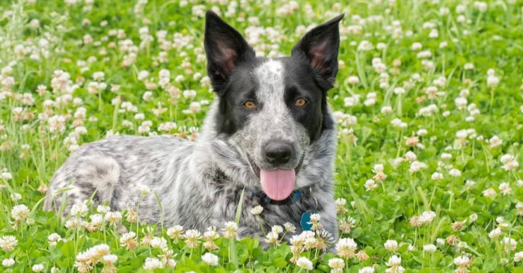 Un cane Texas Heeler bianco e nero sdraiato in una soleggiata macchia di trifoglio.