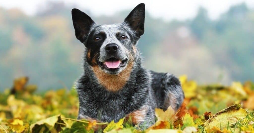 Cane da bestiame australiano sdraiato sulle foglie