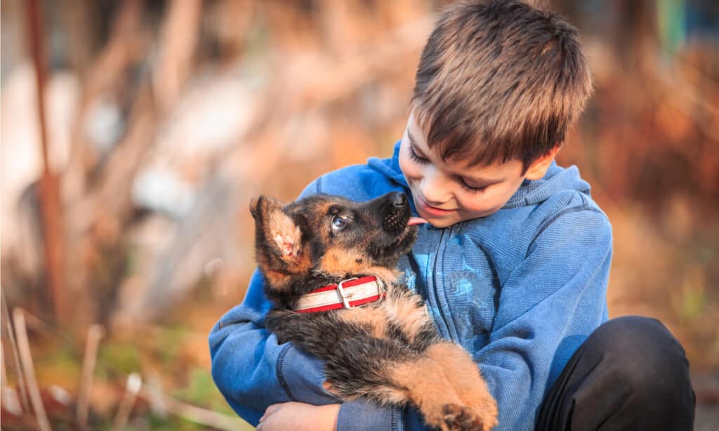 quanto costa un cane