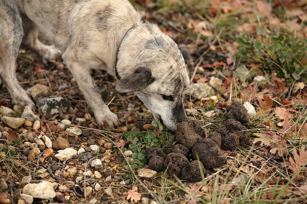 Raccolta di tartufi con i cani