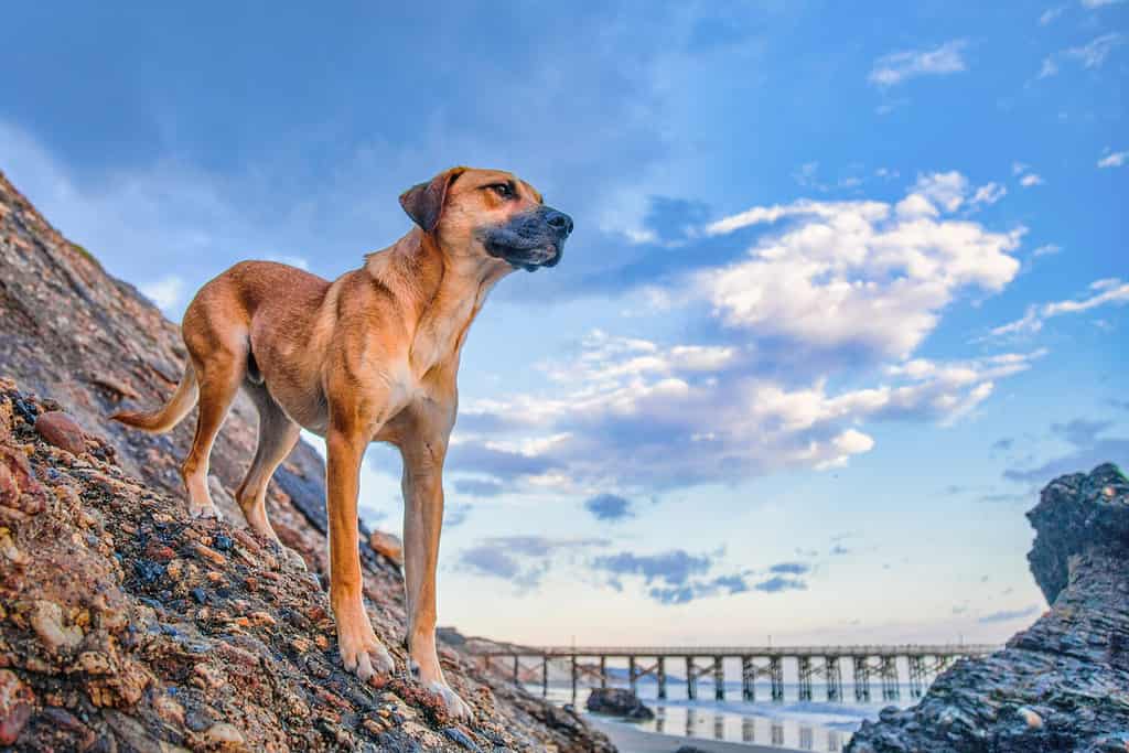 Ripresa dal basso di un bellissimo cane da caccia dalla bocca nera sulle rocce sotto il cielo nuvoloso