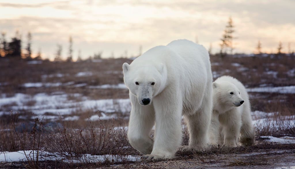 Una femmina e un cucciolo di orso polare camminano lungo la strada sterrata a Churchill, Manitoba, Canada, al tramonto.