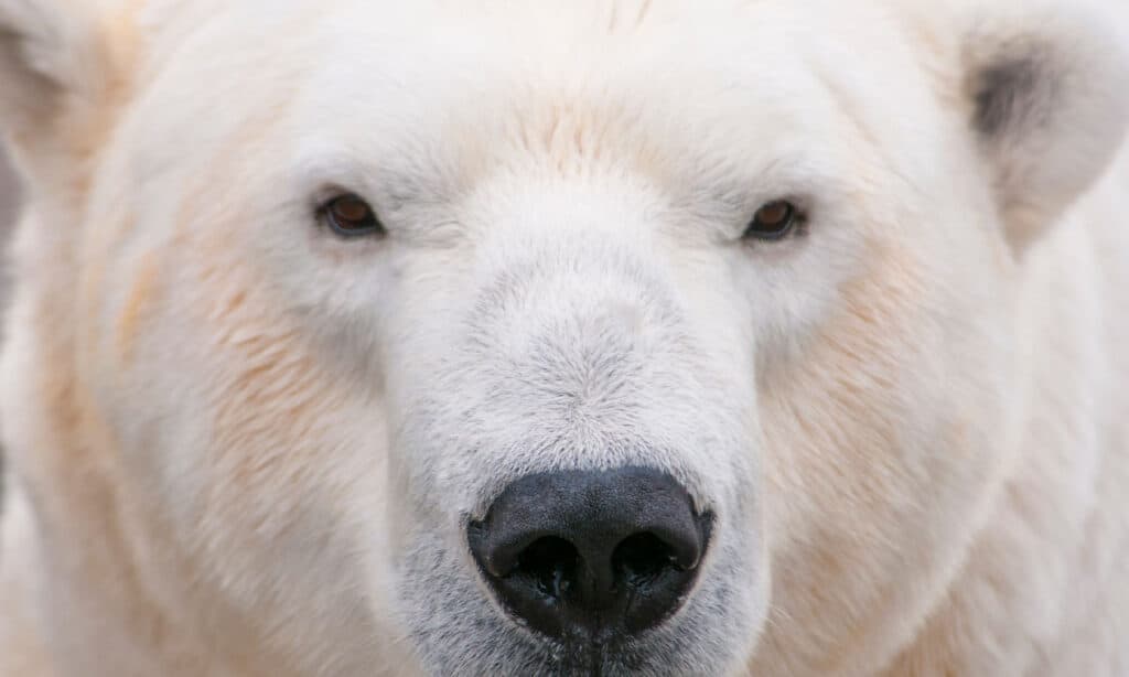 Immagine completa del volto di un orso polare. L'orso polare ha il naso nero e gli occhi neri.