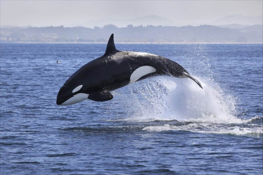 Orca che emerge dall'acqua