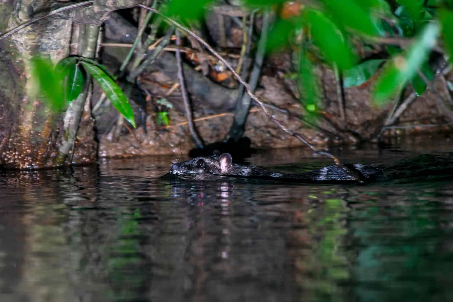 Opossum acquatico fotografato nel Parco Nazionale Chapada dos Veadeiros, Goias. Cerrado Bioma. Foto realizzata nel 2015.