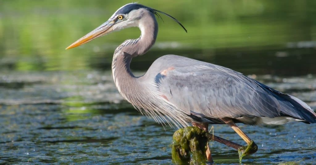 Airone azzurro a pesca nelle acque basse del lago.