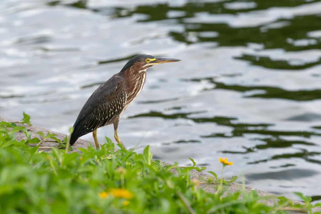 Un tarabuso americano in piedi vicino all'acqua in una giornata di sole.