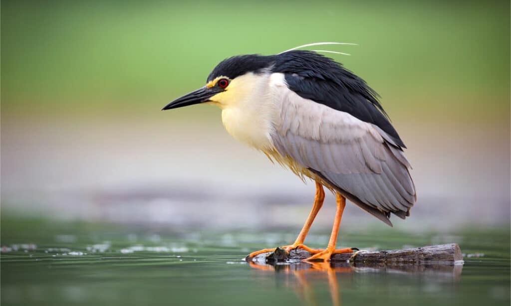 Un airone notturno in attesa che un pesce gli passi accanto