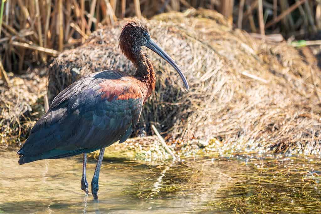 ibis lucido