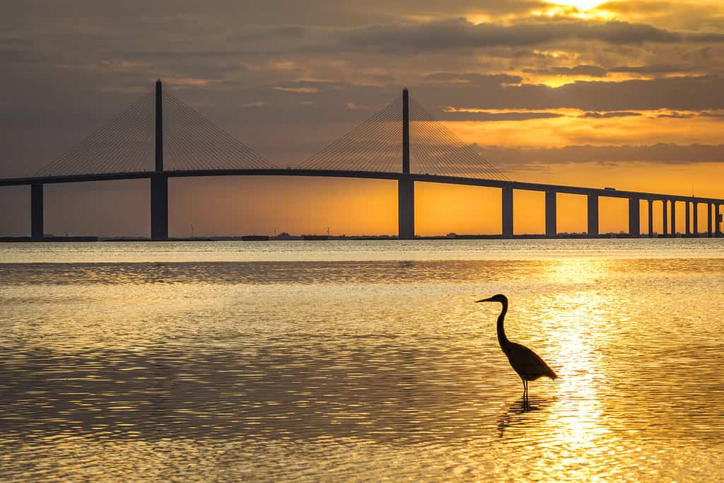 Airone azzurro maggiore in silhouette all'alba con il Sunshine Skyway Bridge sullo sfondo - Fort De Soto Park, St. Petersburg, Florida