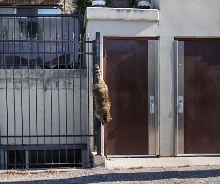 Procione urbano che si arrampica verticalmente lungo una recinzione.