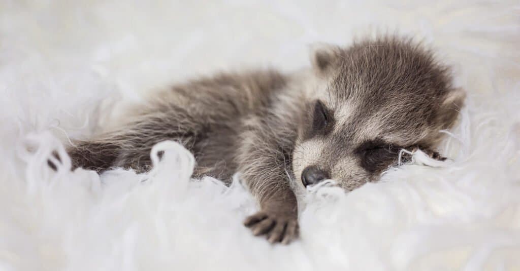 cucciolo di procione che dorme