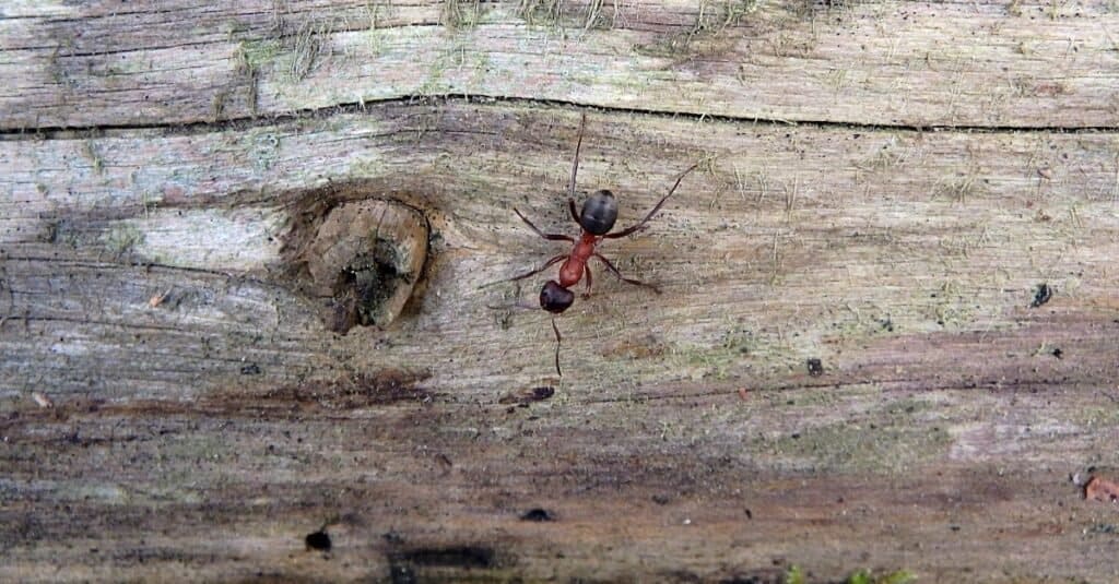 Le formiche più grandi - Formica del legno del sud