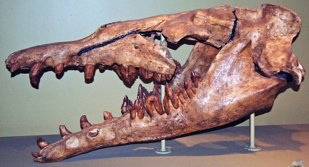 Cranio fossilizzato di Basilosaurus cetoides