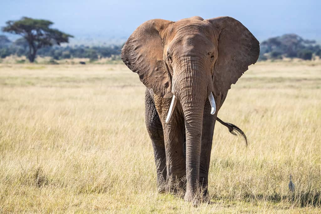 Elefante maschio, loxodonta africana, nelle praterie del Parco nazionale di Amboseli, Kenya. Vista frontale.