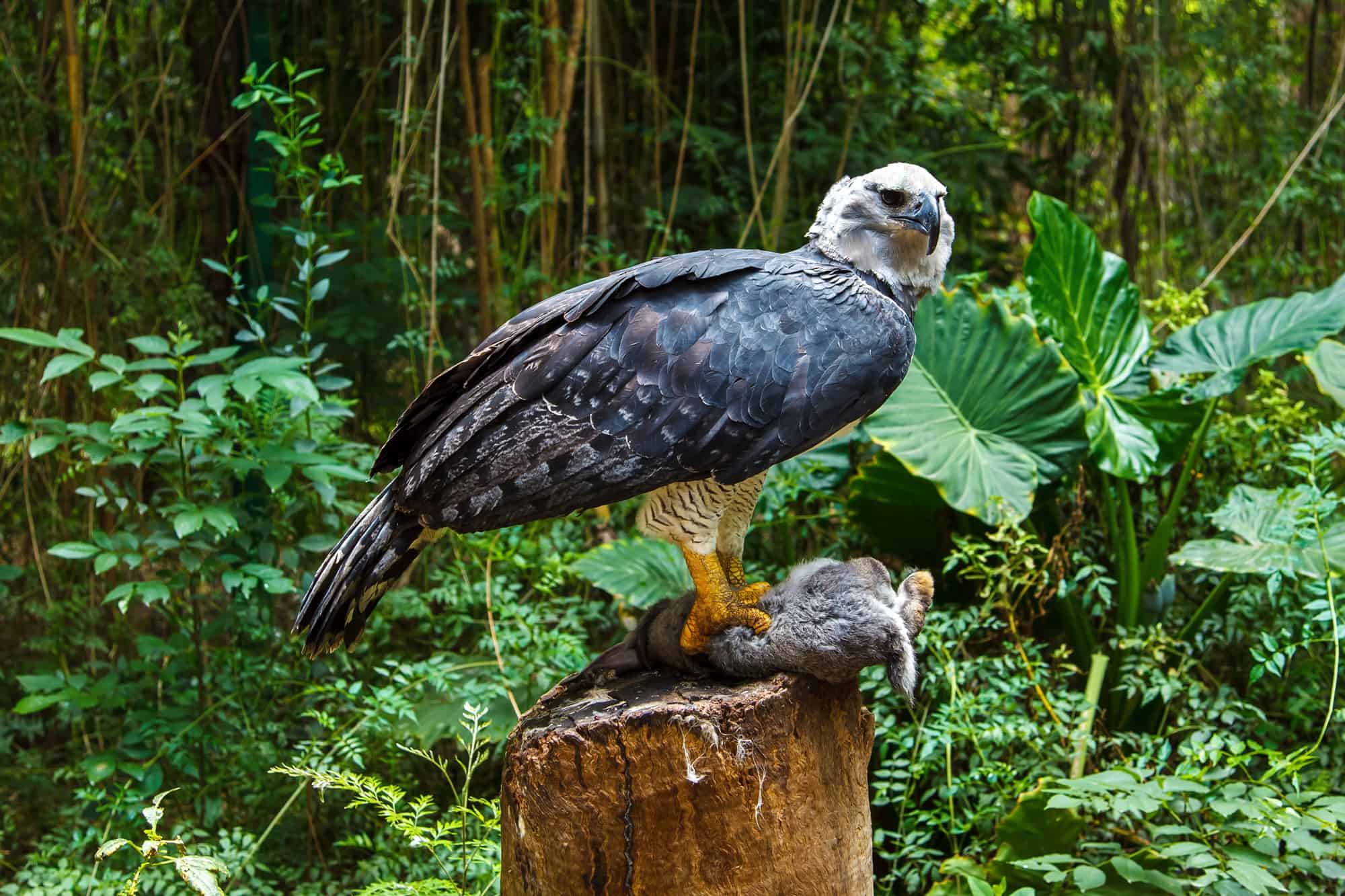 Le aquile più grandi del mondo: l'aquila arpia