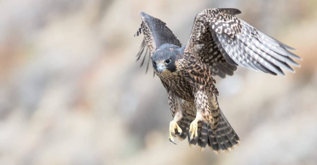 Falco pellegrino in volo, pronto all'atterraggio