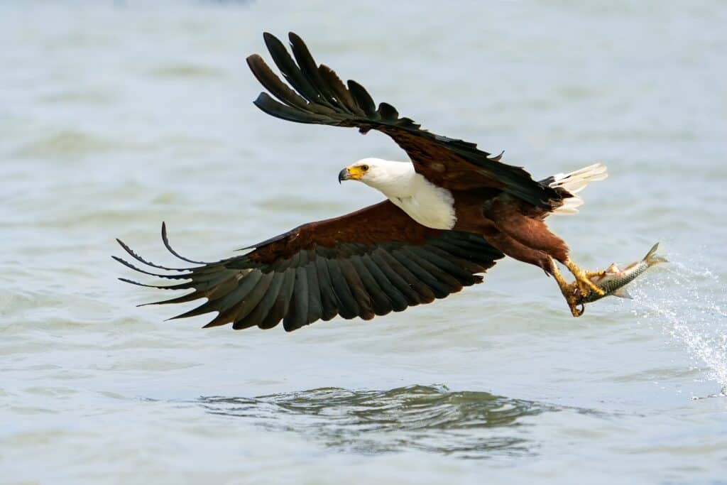 Un'aquila pescatrice africana con un pesce tra gli artigli che sfiora la superficie di un lago