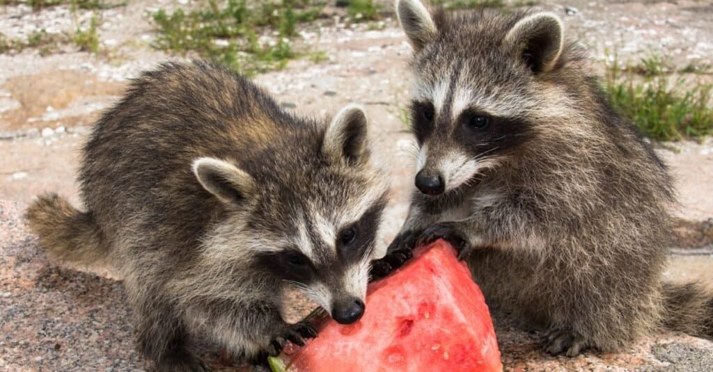 Il procione mangia