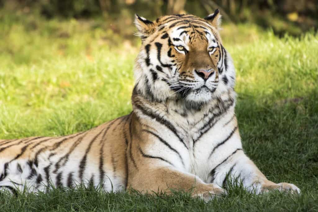 Tigre siberiana