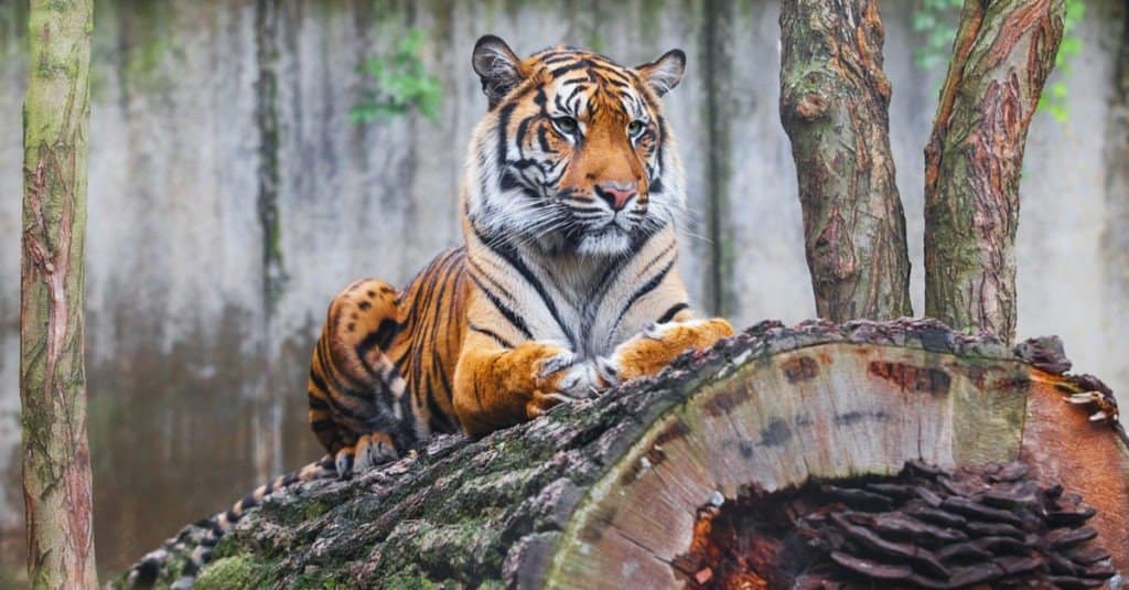 Bellissima e rara tigre di Sumatra