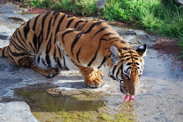 Tigre della Cina meridionale che beve da un ruscello