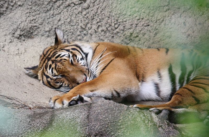 Tigre indocinese (Panthera tigris corbetti) allo zoo di Cincinnati