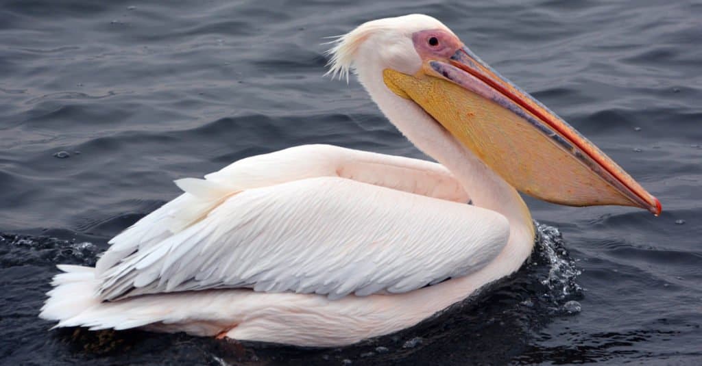 I pellicani si distinguono dagli altri uccelli perché hanno tutte e 4 le dita palmate!