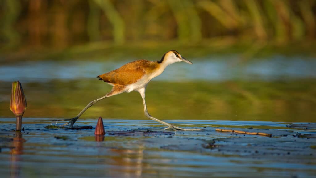 Jacana minore