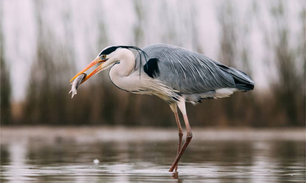 Airone cenerino con un pesce appena pescato nel becco