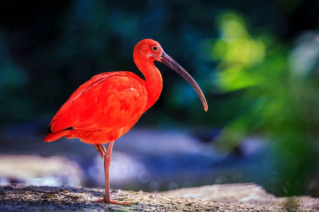 Ibis 