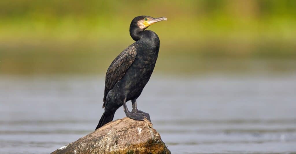 Uccelli che mangiano pesce: Cormorano