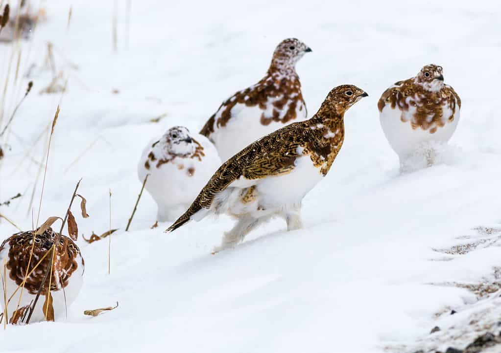 L'uccello simbolo dell'Alaska, la pernice bianca, nel Parco nazionale Denali all'inizio dell'inverno, nel bel mezzo della muta dal piumaggio estivo a quello invernale