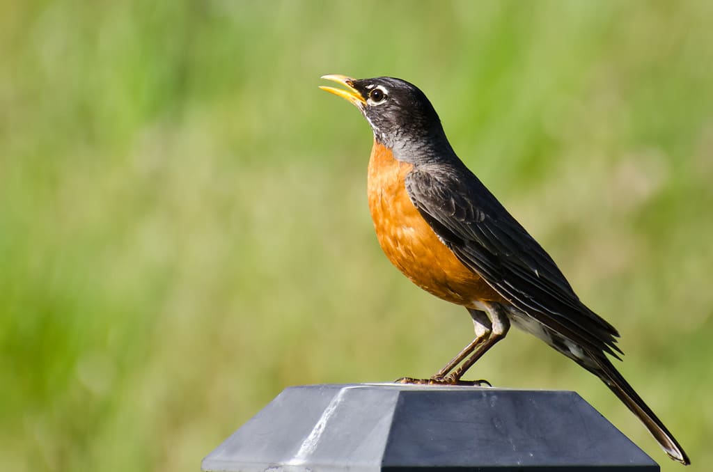 Pettirosso americano che canta mentre è appollaiato su una luce del cortile