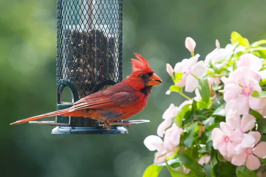 Cardinale maschio settentrionale vicino a una mangiatoia per uccelli