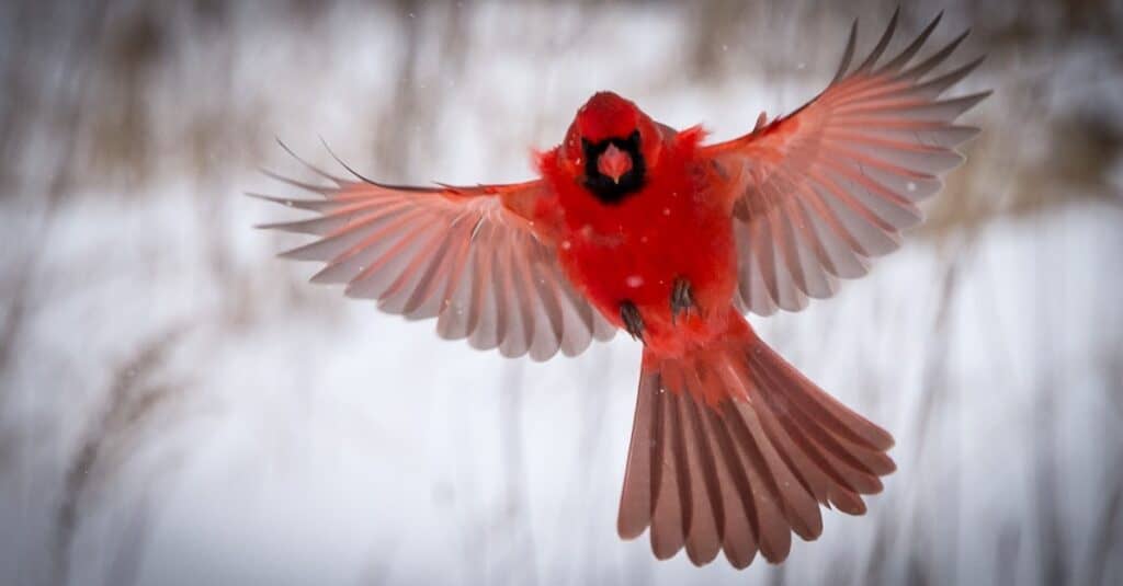 cardinale settentrionale in volo innevato